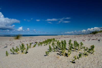 On The Beach, Curonian Spit