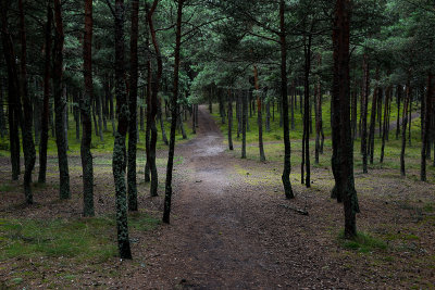 In The Forest near Nida, Curonian Spit