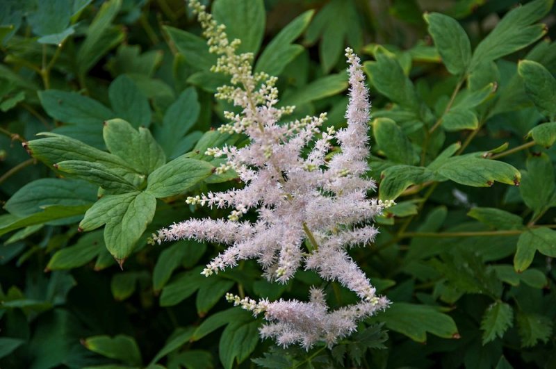 Astilbe.jpg