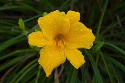 Stella doro daylily.jpg