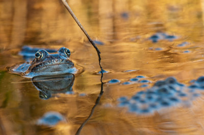 gallery : Frog