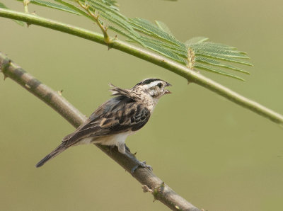 Finch