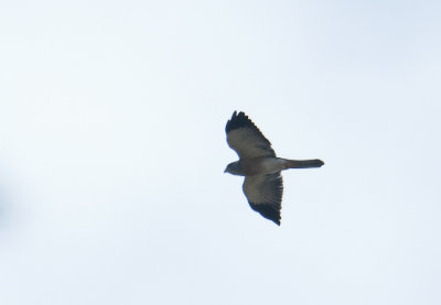 chinese_sparrowhawk