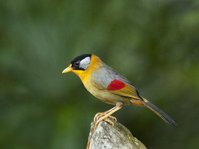 Silver Eared Mesia