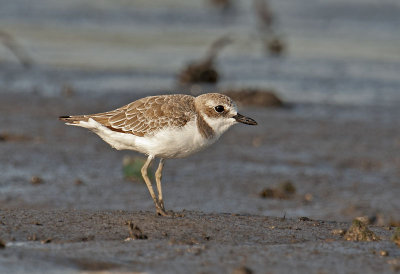 Greater Sand Plover