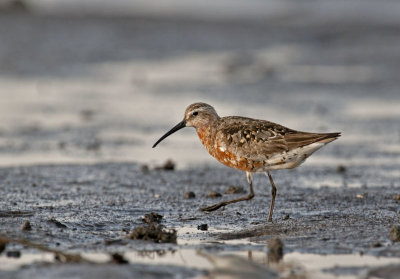 curlew_sandpiper