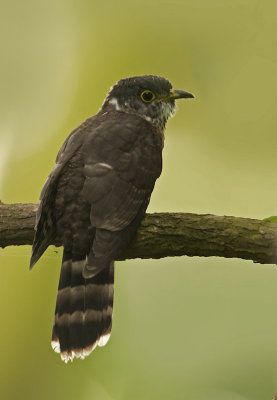 malaysian_hawk_cuckoo