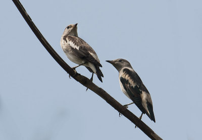 daurian_starling