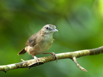 abbotts_babbler