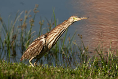 yellow_bittern