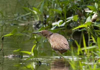 cinnamon_bittern