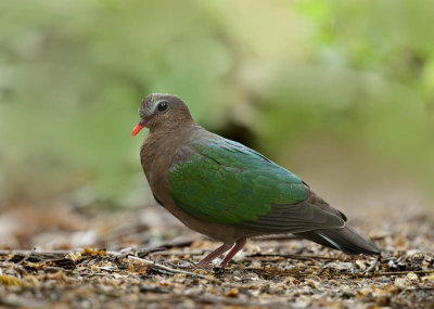 common_emerald_dove