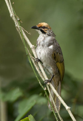 straw-headed_bukbul