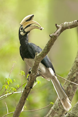 oriental_pied_hornbill