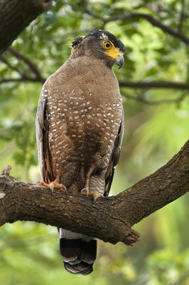 crested_serpent_eagle
