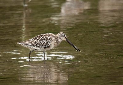 black_tailed_godwit