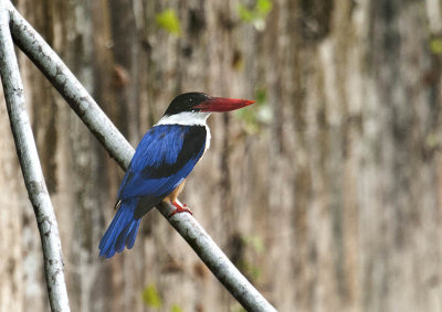 blackcapped_kingfisher_