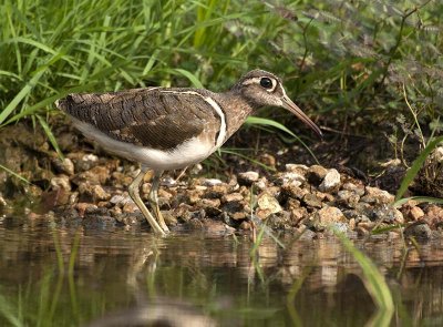greater_painted_snipe
