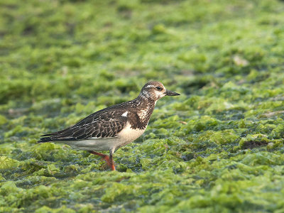 ruddy_turnstone