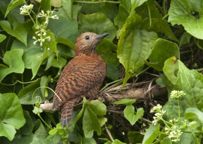 rufous_woodpecker