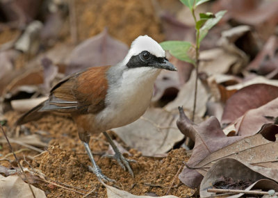 white_crested_laughingthrush