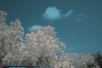 DSC_6306 IR.jpg