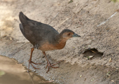banded_bellied_crake