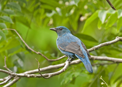 asian_fairy_bluebird