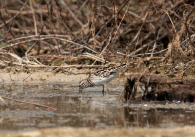 long_toed_stint