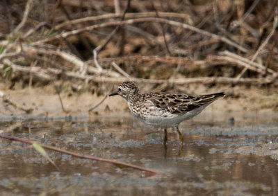 long_toed_stint