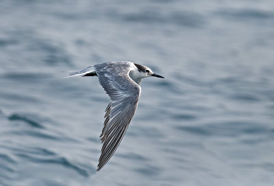 aleutian_tern