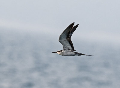 bridled_tern