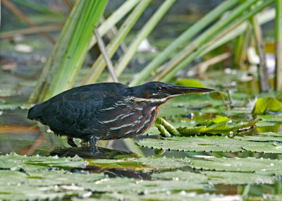 black_bittern