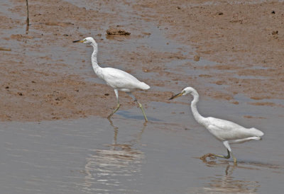 chinese_egret