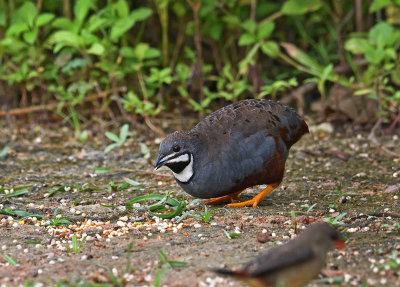 blue_breasted_quail