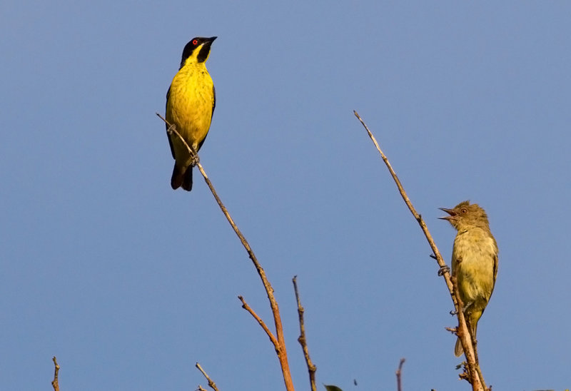 Yellow-bellied Dacnis.