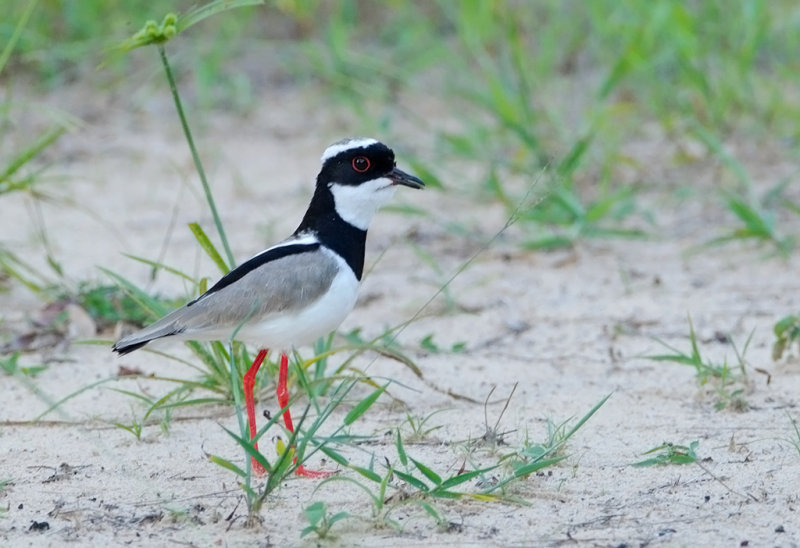 Pied Plover