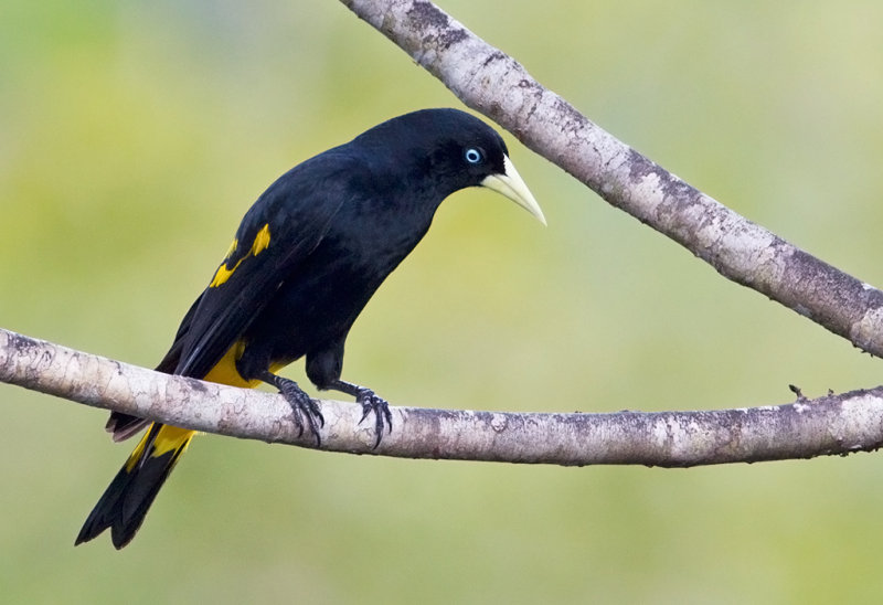Yellow-rumped Cacique.