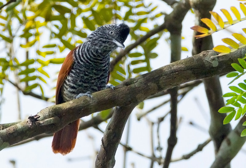 Rufous-winged Antshrike
