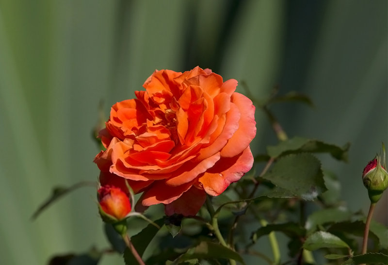 Rose..,Oranje Meilove