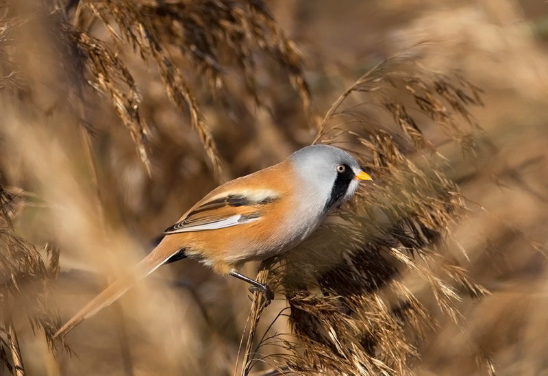 Bearded Reedling  