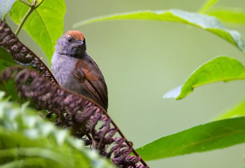 Spixs ( or Chicli) Spinetail