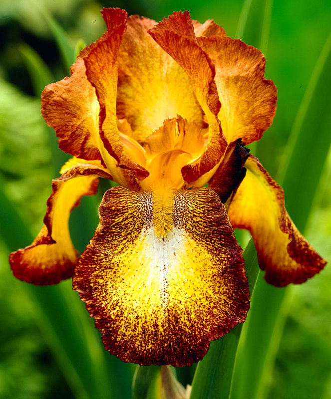 Iris Germanica ,, Spreckless,