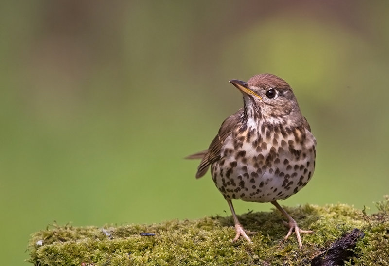Song Thrush
