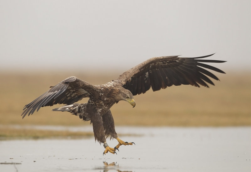 White-tailed Eagle