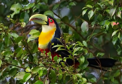 Red-breasted ( or Green-billed) Toucan