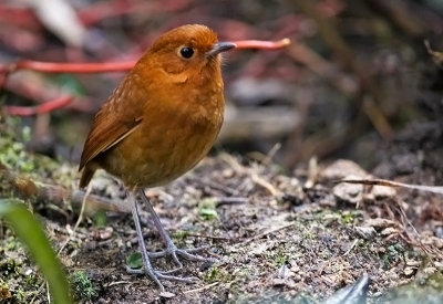 Rufous Antpitta