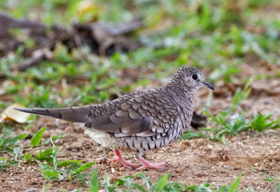 Scaled Dove