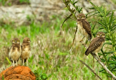 Burrowing Owl (juv)