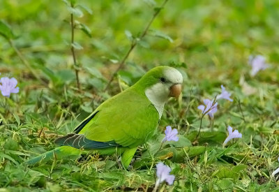 Monk Parakeet